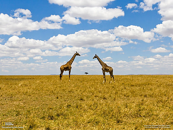 Giraffes, nature, wild, animals HD wallpaper