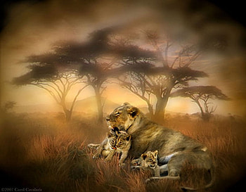 Lions, animal, jungle, lion, wildlife HD wallpaper