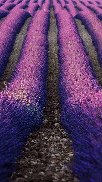 Lavender, Farms HD phone wallpaper