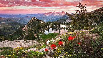 Summer wildflowers in the Wasatch Mountains, Utah, blossoms, colors, clouds, trees, flowers, sky, rocks, usa, sunset HD wallpaper
