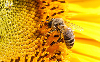 bee , Detailed close-up, Nature's marvel, Visual delight HD wallpaper