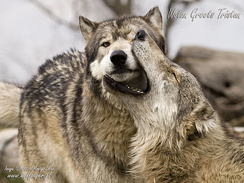 waton greeting tristan, tristan, greets, wolves, waton HD wallpaper