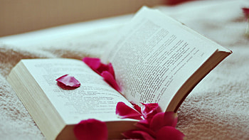 Miscellanea, Miscellaneous, Rose Flower, Rose, Petals, Book, Reading HD wallpaper