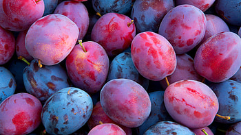 Growing plum trees, Planting tips, Gardeningetc HD wallpaper