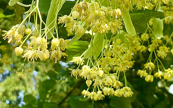 Linden Blossoms, Latvia, linden, tree, blossoms HD wallpaper