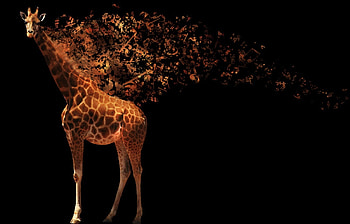 Animals, Background, Art , Giraffes HD wallpaper