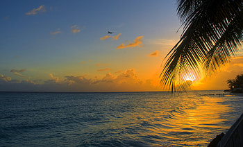 Nature, Sunset, Shore, Bank, Ocean, Palm, Barbados HD wallpaper