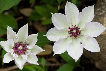 White flowers, white, flowers HD wallpaper