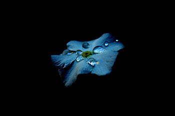 Dew Drops On Flower Oled , dew, drops, flowers, oled, dark, black HD wallpaper