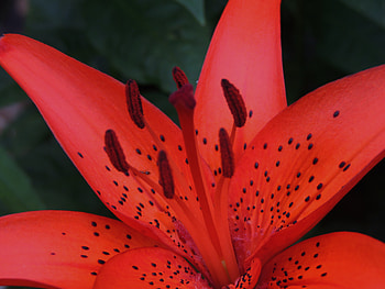 Vibrant Red Day Lily, graphy, Red, Nature, Macro, Flower, Day Lily HD wallpaper