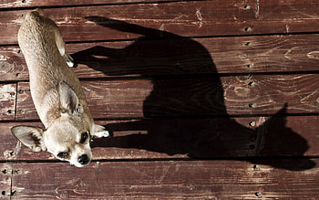 Animals, Background, Dog, Shadow HD wallpaper