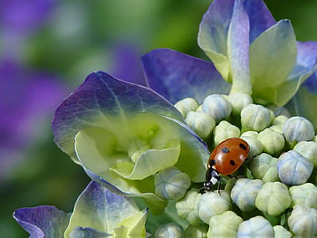 Step by Step, purple, buds, ladybug, flower HD wallpaper