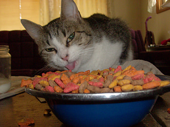 MMMMMM..... Meow Mix!, animal, cat, funny, mia HD wallpaper