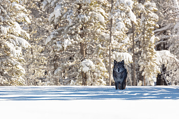 Black Wolf, wolf, animals, graphy, winter HD wallpaper