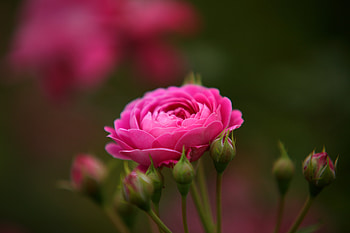 Pink roses, buds, blur, flowers HD wallpaper