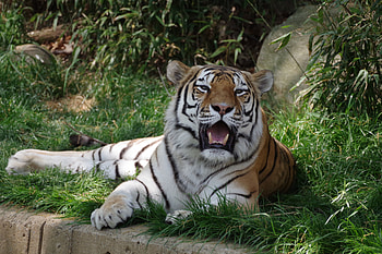 Animals, Tiger, Fangs, To Fall, Mouth, Language, Tongue HD wallpaper