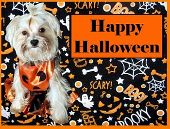halloween, puppy HD wallpaper