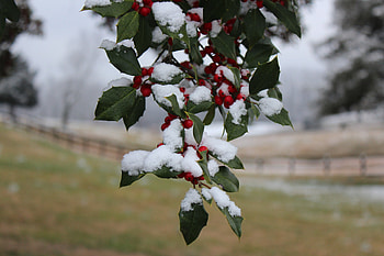 Holly Tree, Sherwood farm, Nature's haven, Tranquil retreat HD wallpaper