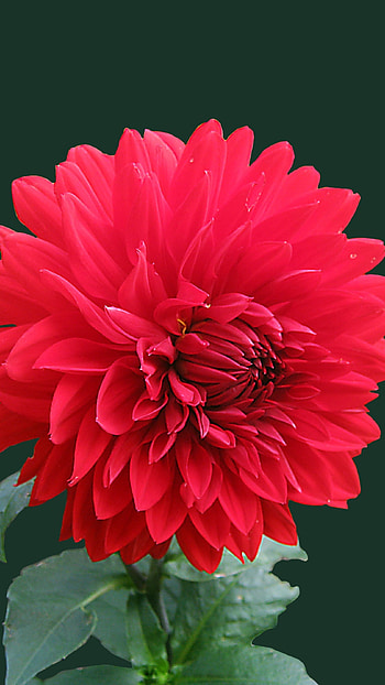 Nice, Red Flower, red, flower HD phone wallpaper