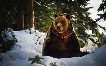 Animals, Snow, Forest, Bear HD wallpaper