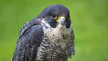 Animals, Bird, Beak, Falcon, Sight, Opinion HD wallpaper