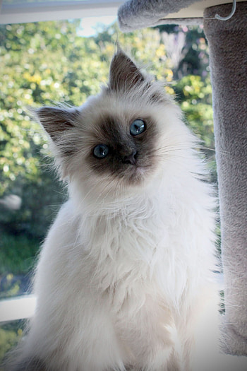 Birman cat breed, characteristics, Cat care, Cat background HD phone wallpaper