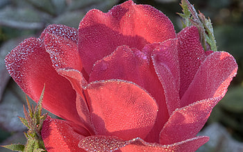 Plants, Flowers, Roses HD wallpaper
