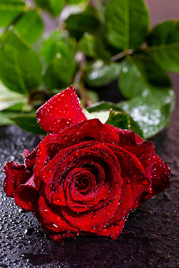 Flowers, Drops, Flower, Rose Flower, Rose, Petals, Bud, Moisture HD phone wallpaper