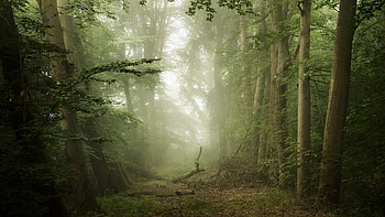 Forest, mist, fog, path, Nature, tree HD wallpaper