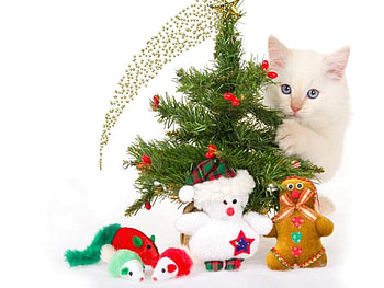 Christmas cat, cat, christmas HD wallpaper