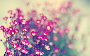 Plants, Flowers HD wallpaper