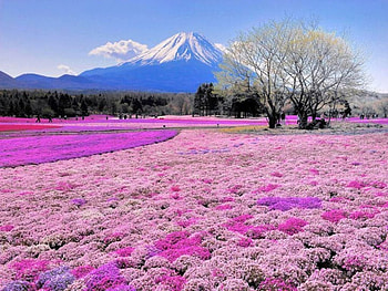 It is a Pink World and Oh So Pretty!, pastel, beautiful, tree, mountain, crops, pink, field, flowers, lovely HD wallpaper