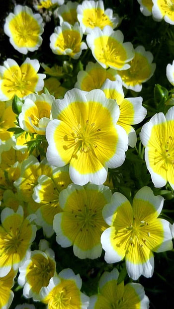 yellow flower, earth, nature, flower HD phone wallpaper