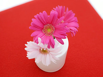 indoor beauty , indoor, beauty HD wallpaper