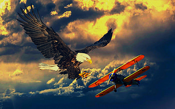 Bird on the wing, Flight, Fantasy, Aircraft, hop, Eagle, Sky HD wallpaper