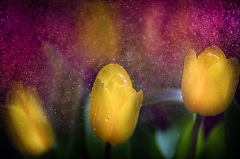 ღ❤ღ, tulip, macro, beauty, flower HD wallpaper