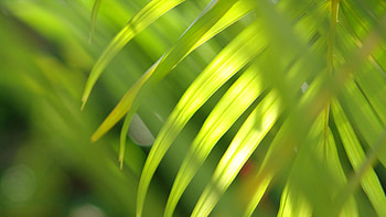 Nature, Leaves, Shine, Light, Branch HD wallpaper