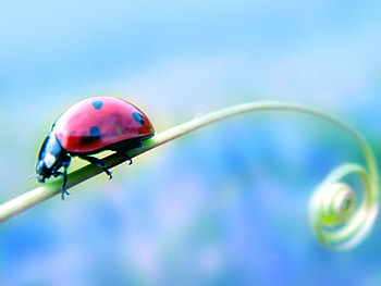 i am going home, fantasy, ladybug, art HD wallpaper