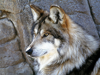 Animals, Fluffy, Dog, Muzzle, Wolf, Sight, Opinion HD wallpaper