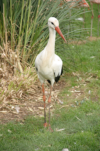 White stork, Stunning bird, , Aerial grace HD phone wallpaper