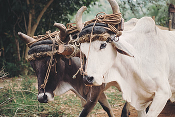 Year of the metal ox, Traditional healing arts, Ox HD wallpaper