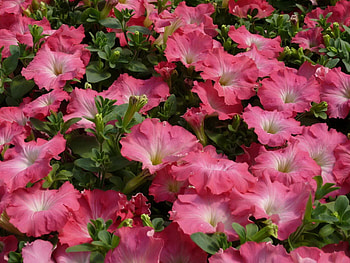 Flowers, Pink, Greens, Petunia, Delicate, Gentle HD wallpaper
