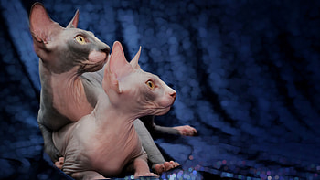 Couple, Sphynx HD wallpaper