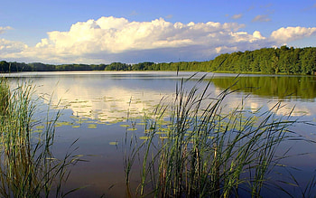 Nature, Trees, Lake, Forest, Reeds HD wallpaper
