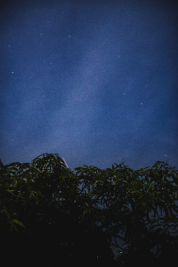 Nature, Trees, Leaves, Stars, Night, Starry Sky HD phone wallpaper