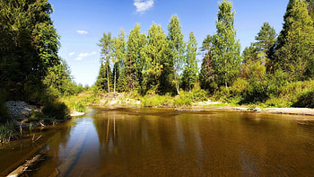 Nature, Trees, Summer, Lake, Under Water, Underwater, Sunny, Logs HD wallpaper