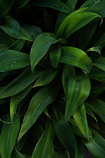 Nature, Leaves, Drops, Plant, Wet HD phone wallpaper