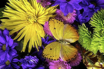 Butterfly on Bouquet, love four seasons, butterfly, graphy, yellow, butterfly designs, nature, flowers, lovely still life HD wallpaper