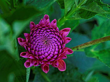 Bloom, pink flower, spring, bud HD wallpaper