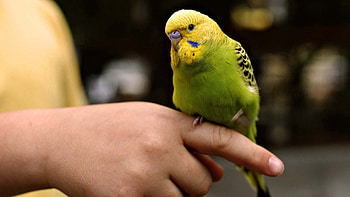 Animals, Parrots, Bird, Color, Hands HD wallpaper